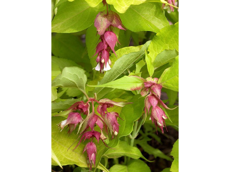 LEYCESTERIA formosa GOLDEN LANTERNS®'Notbruce' 4898-06.jpg