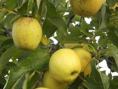 Blanc arboricole sur les troncs. Tous les conseils de culture des arbres  fruitiers