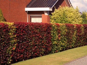 Planter une haie ou un massif pour se cacher d’un vis-à-vis.jpg