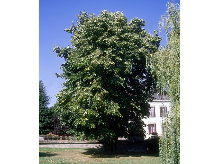 Planter un arbre pour masquer une vue.jpg