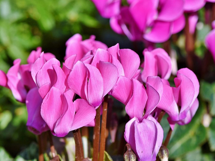 Cyclamen de Naples.jpg