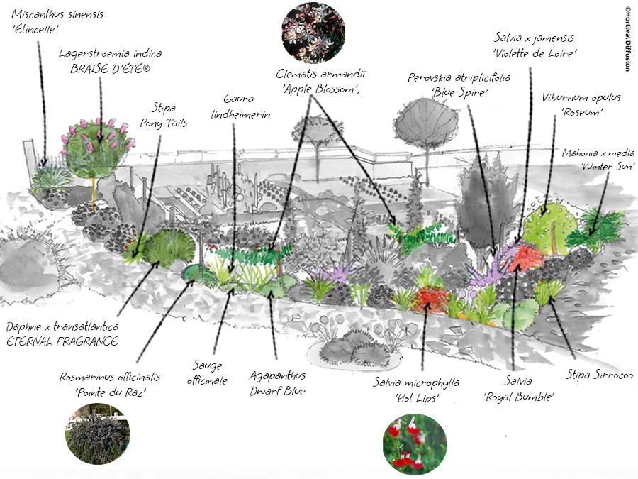 dessin étape 1 - plantes faciles.jpg