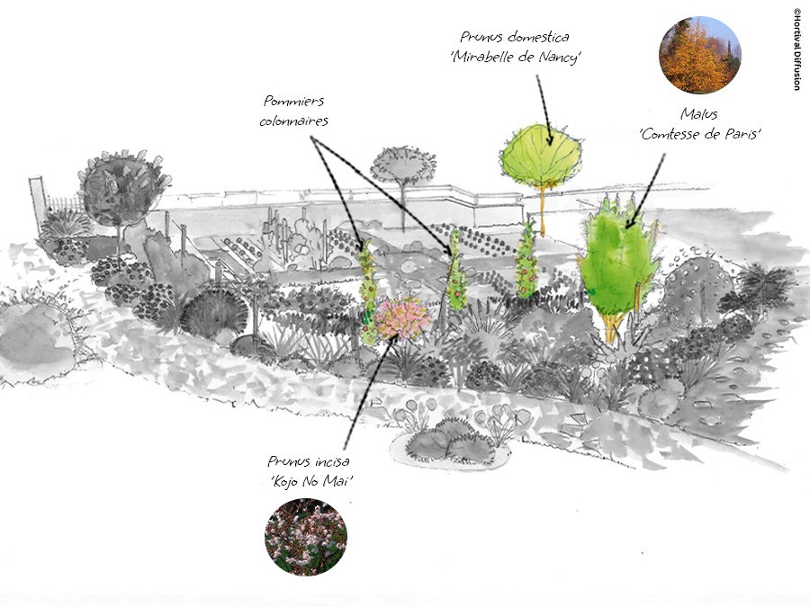 dessin étape 3 - arbres fruitiers.jpg