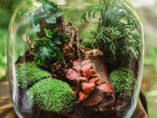 CRÉER UN TERRARIUM 