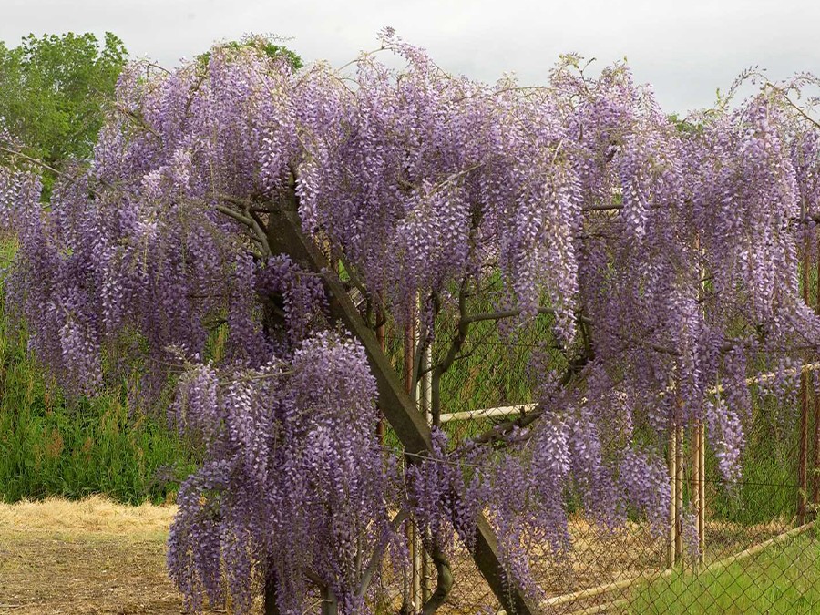 glycine.jpg