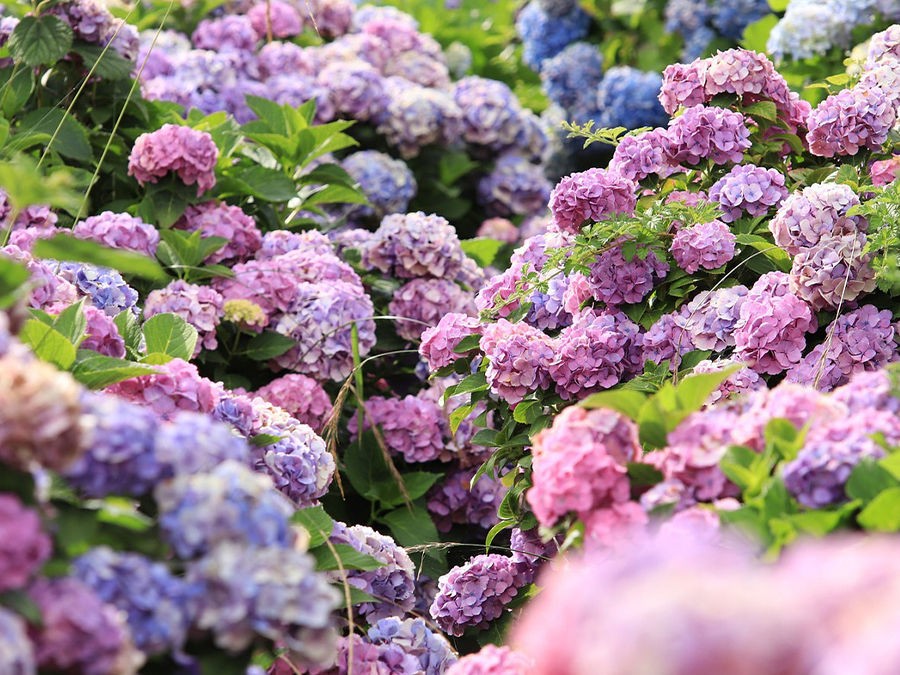 LES DIFFÉRENTES SORTES D'HORTENSIAS 