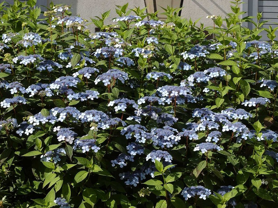 HYDRANGEA-serrata-BLUE-BIRD-4065-02.jpg