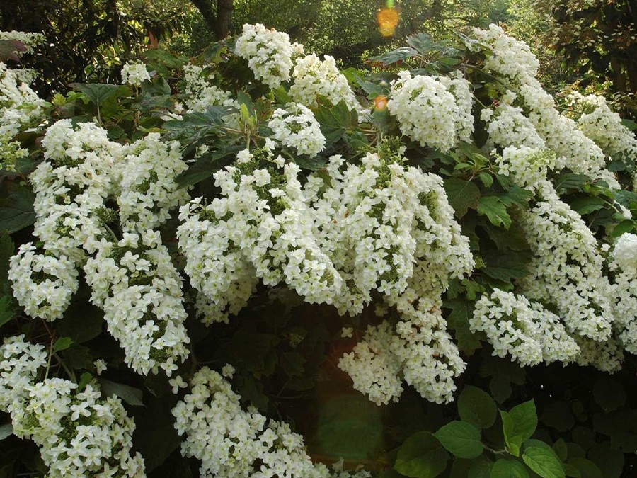 HYDRANGEA-quercifolia-SNOWFLAKE®'Brido'-6030-03.jpg