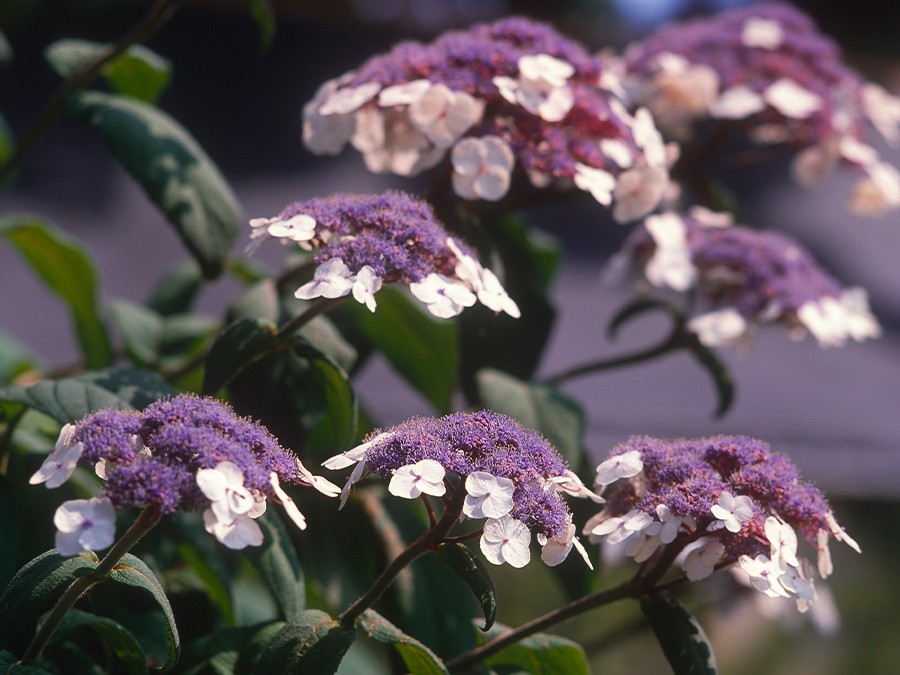 HYDRANGEA-SARGENTIANA-1.jpg