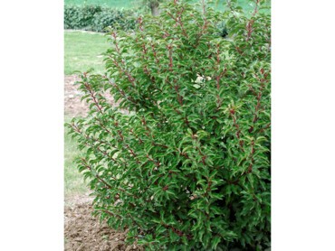 Prunus-lusitanica.jpg