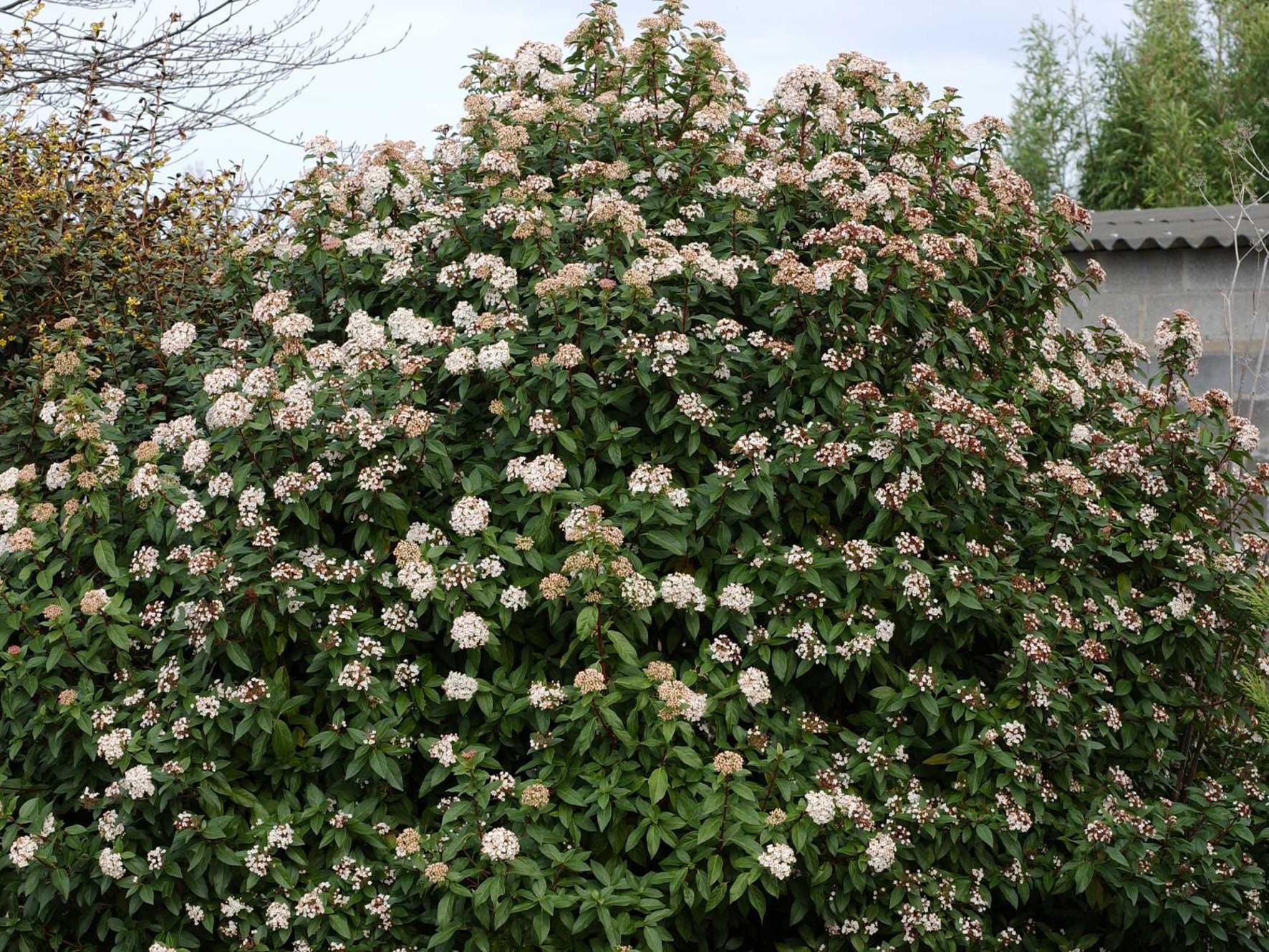 VIBURNUM tinus EVE PRICE 1398-01.jpg