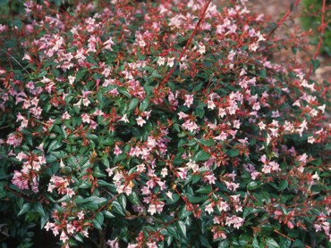 ABELIA-EDWARD-GOUCHER-1588-03.jpg