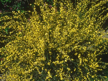 CYTISUS-x-praecox-ALLGOLD-338-04.jpg