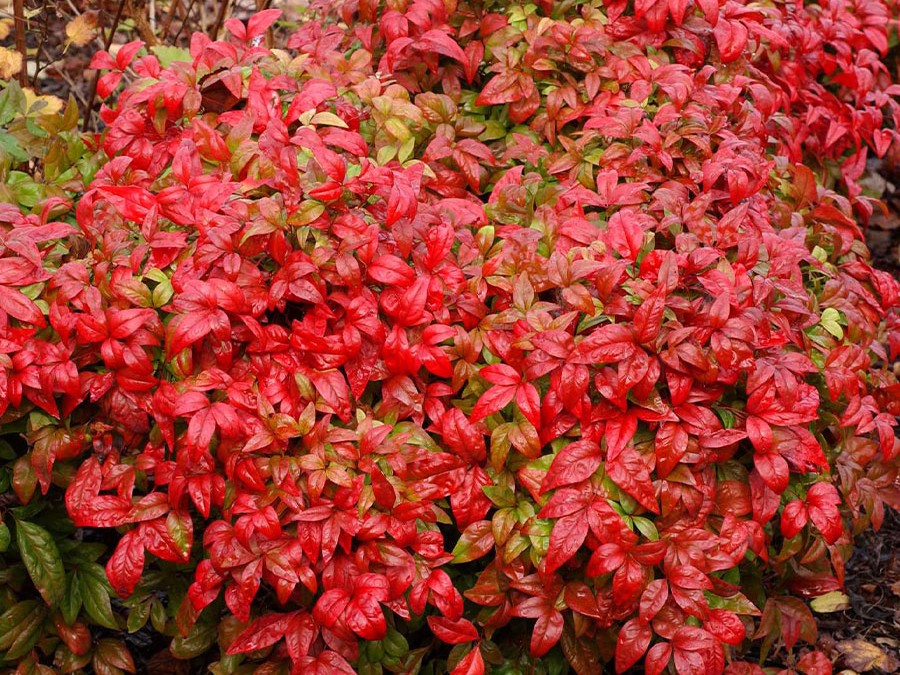 NANDINA-domestica-FIRE-POWER-6037-03.jpg