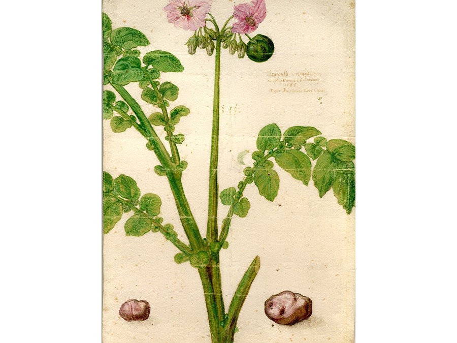 2-Première-représentation-connue-de-la-pomme-de-terre.-Phillipe-de-Sivry-1588.jpg