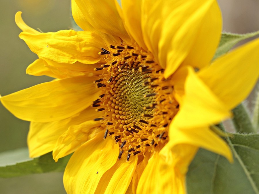 Helianthus.jpg