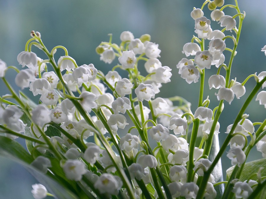 muguet.jpg