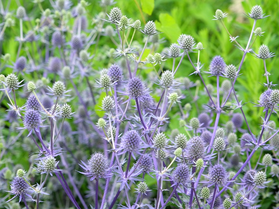 Eryngiums.jpg