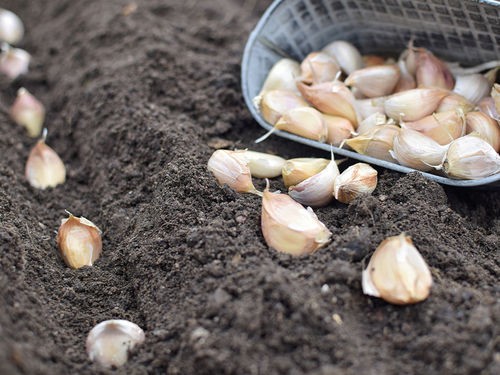 FÉVRIER-MARS : 8 SEMIS FACILES POUR PRÉPARER SON POTAGER 