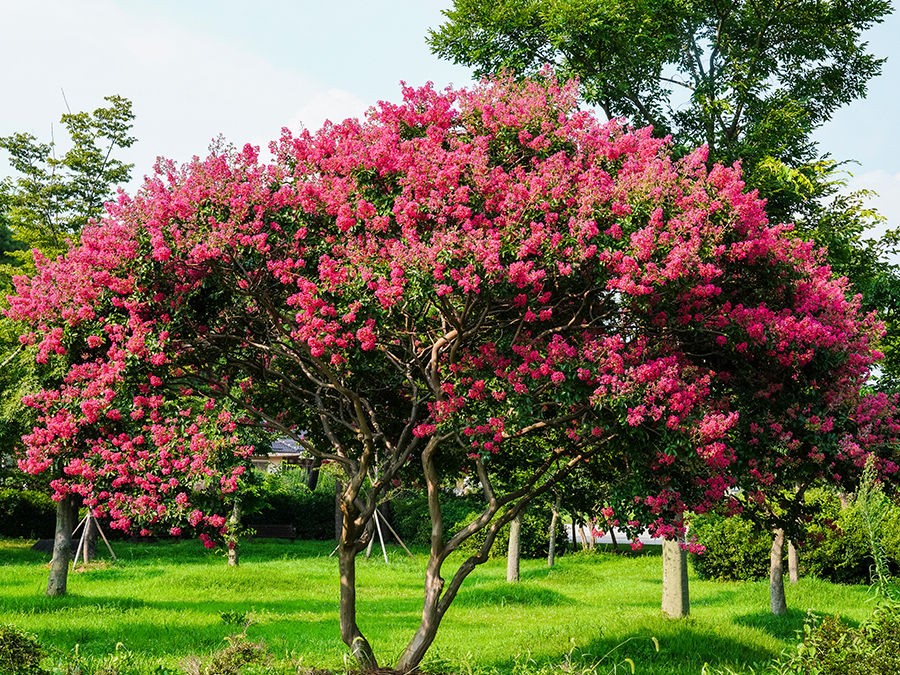 7 ARBRES À GRANDES FLEURS POUR UN JARDIN SPECTACULAIRE