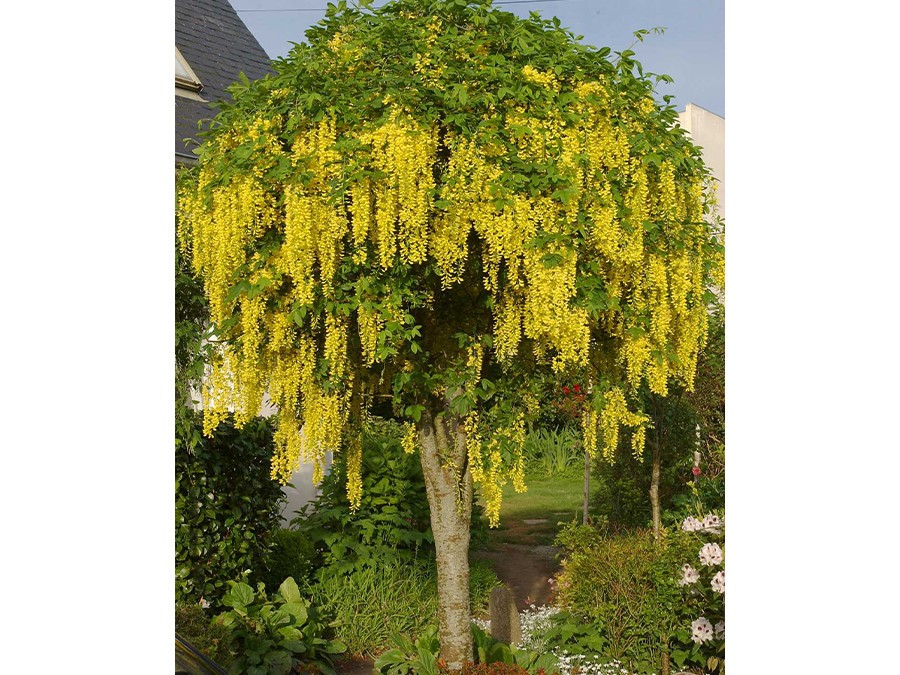 LABURNUM-x-watereri-VOSSII-587-05.jpg