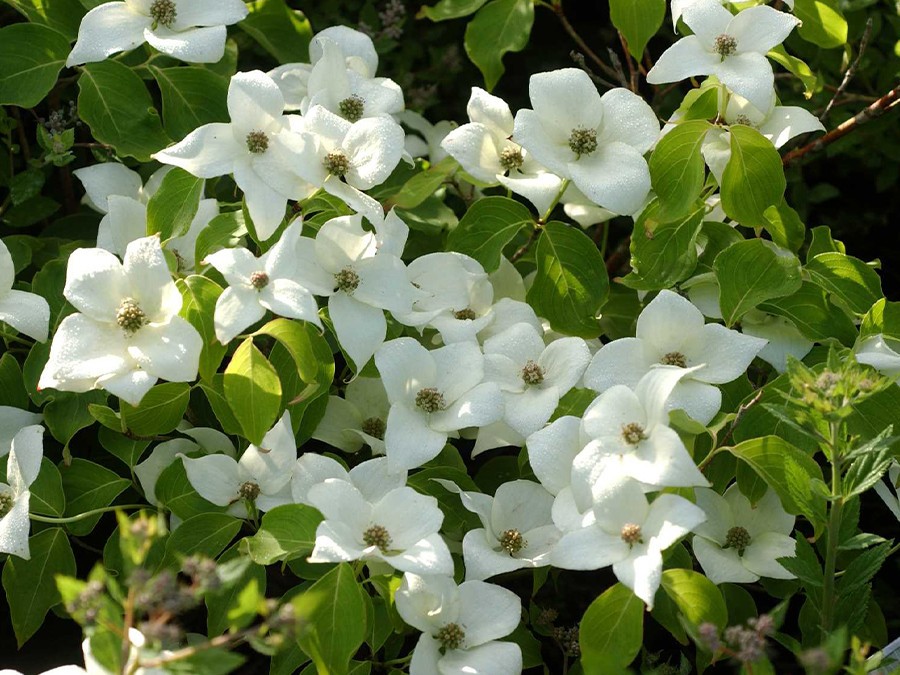 CORNUS-kousa-var.-chinensis-GREAT-STAR®-1266-03.jpg