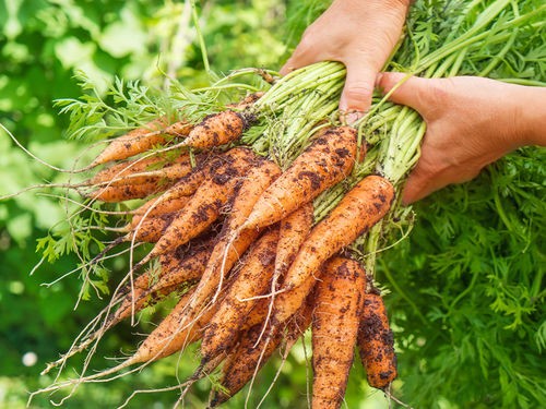 Réussir la culture des carottes
