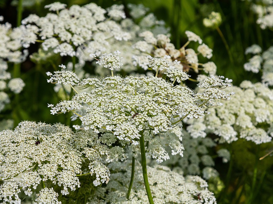 Daucus-carota.jpg