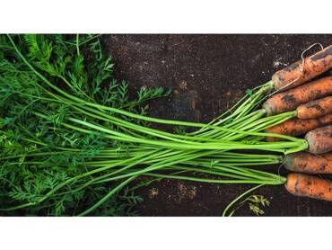 fanes-de-carotte.jpg