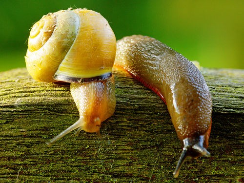 Limaces et escargots au Jardin : utilité, conseils, et méthodes de régulation