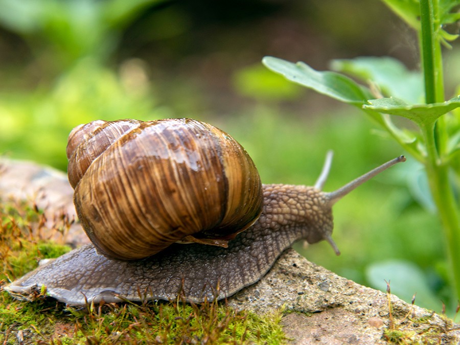 escargot-de-bourgogne.jpg