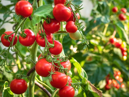 Semer et cultiver les tomates
