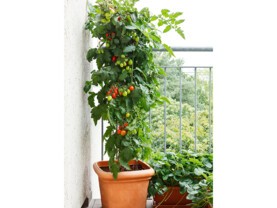 tomates-balcon.jpg