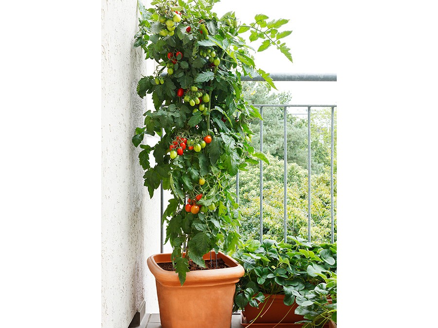 tomates-balcon.jpg