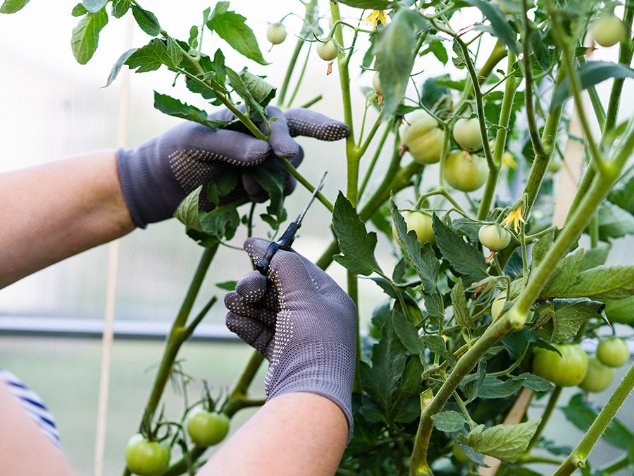 taille-tomates.jpg