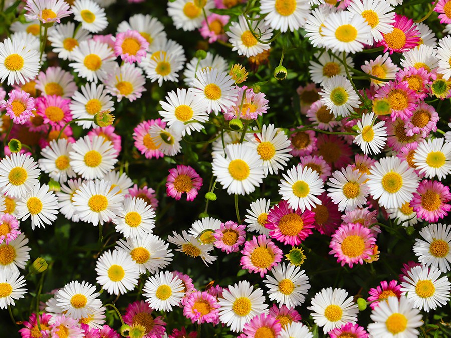 Erigeron-karvinskianus.jpg