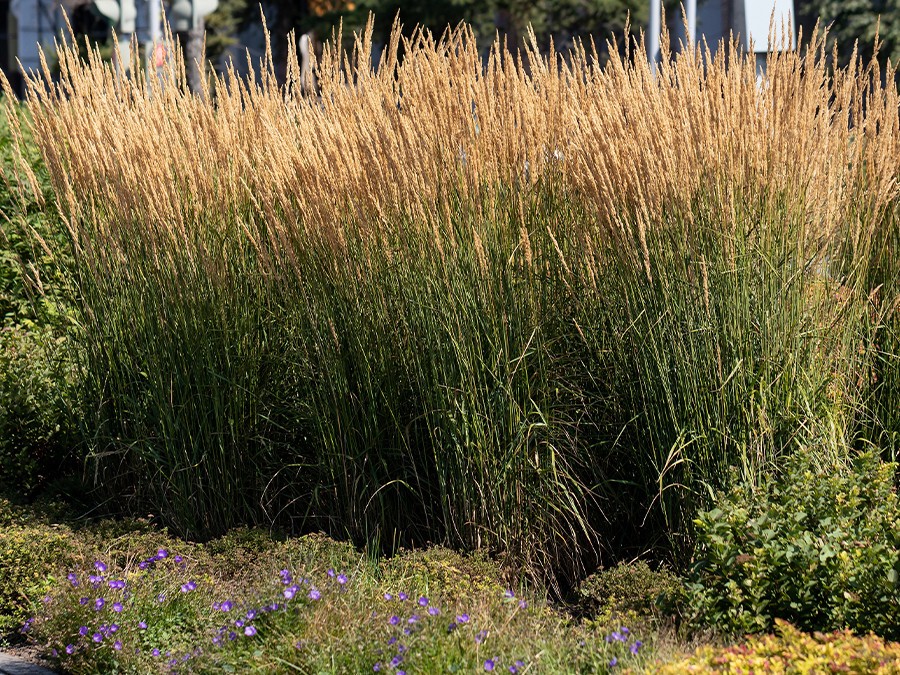 Calamagrostis.jpg