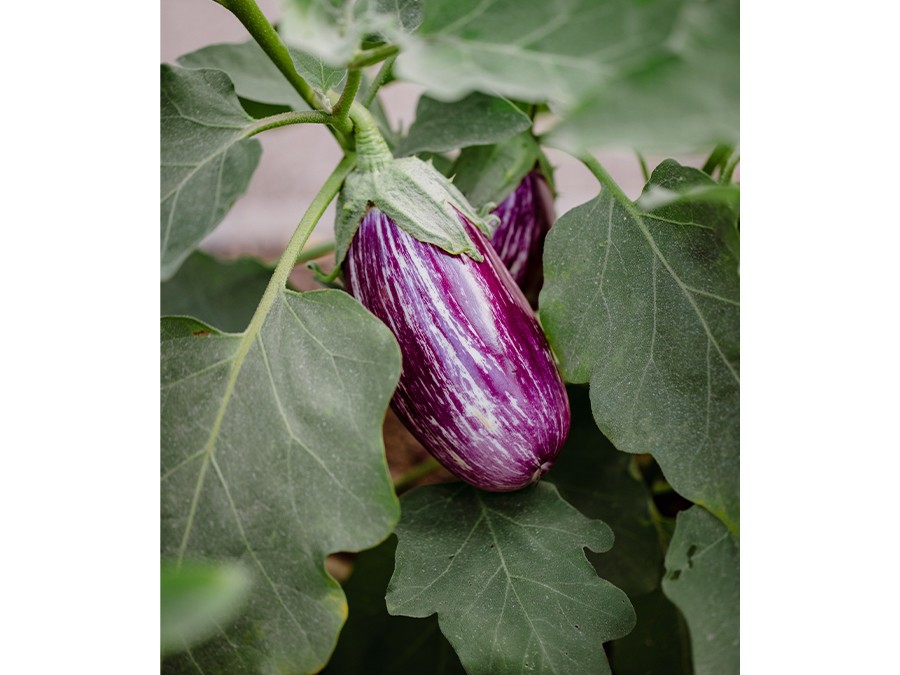 aubergine.jpg