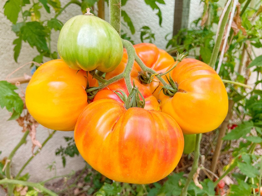 tomate-ananas.jpg