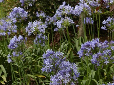 AGAPANTHUS-africanus.jpg