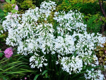AGAPANTHUS-ARCTIC-STAR.jpg