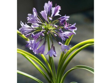 AGAPANTHUS-SILVER-MOON®.jpg