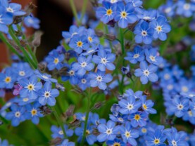 myosotis.jpg