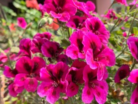 pelargonium.jpg