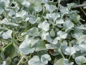 dichondra.jpg