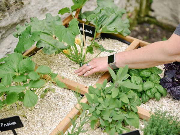 Paillage potager