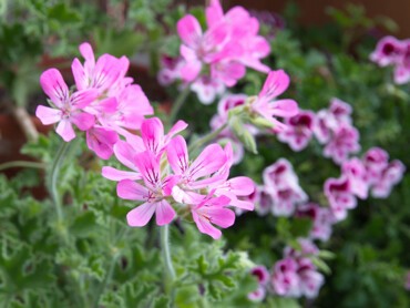 Geraniums-odorants.jpg