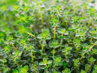 thym-citron.jpg