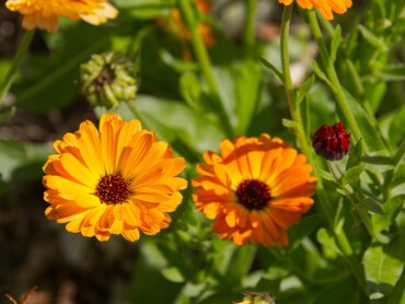 Calendula-officinalis.jpg