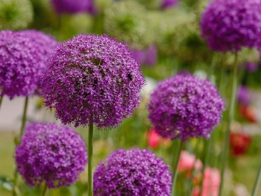 Allium.jpg